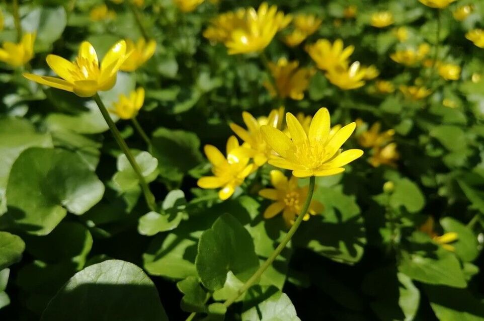 celandine against papilloma and warts