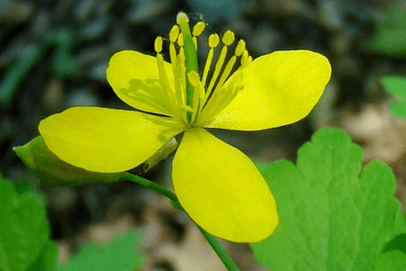 celandine plant flower for papilloma removal